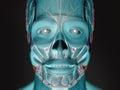 Human anatomy xray-like view of face. Royalty Free Stock Photo