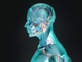 Human anatomy xray-like view of profile.