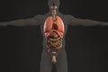 Human anatomy xray view of intestines, dark backg Royalty Free Stock Photo