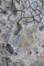 Human and animal footprints on the ground Royalty Free Stock Photo