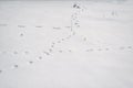 Human and animal tracks in the snow Royalty Free Stock Photo