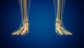 Human ankle joint medical background Royalty Free Stock Photo