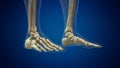 Human ankle joint medical background Royalty Free Stock Photo