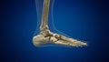 Human ankle joint medical background Royalty Free Stock Photo