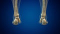 Human ankle joint medical background Royalty Free Stock Photo