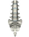 Human anterior lumbosacral spine