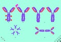BioScience antibody types immunoglobulin, Y-shaped molecules that bind to specific antigens viral or bacterial proteins