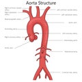 Human aorta structure diagram medical science Royalty Free Stock Photo