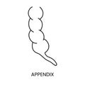 The human appendix is an anatomical icon of a line in a vector, an illustration of an internal organ.