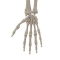 Human Arm Bones on white. 3D illustration