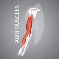 A human arm muscles illustration.. Vector illustration decorative background design