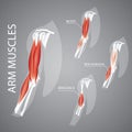 A human arm muscles illustration.. Vector illustration decorative background design