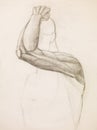 Human arm study, pencil sketch