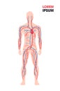 Human arterial venous circulatory system blood vessels medical poster full length flat vertical copy space