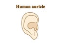 Human auricle. Graphic illustration. Hand drawing, contour of symbol. Medicine and science, human anatomy simple