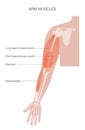 Muscular system arms