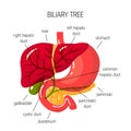 Human bile duct, flat medical vector illustration