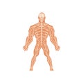 Human biological nervous system, anatomy of human body vector Illustration on a white background Royalty Free Stock Photo