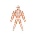 Human biological skeletal system, anatomy of human body vector Illustration on a white background