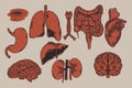 Human biology, organs anatomy illustration. Set of human internal organs: liver, lungs, heart, kidney, brain, eyes, stomach, Royalty Free Stock Photo