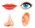 Human biology, sensory organs, anatomy illustration. face detailed kiss or lips, nose and ear, eye or view. set medical