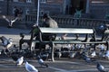 Human and birds attachement makle feed birds in Copenhagen