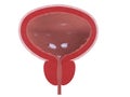 Human bladder