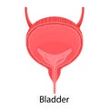 Human bladder anatomy. Medicine concept, Healthcare.Human internal organs symbol. Vector flat illustration Royalty Free Stock Photo