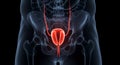 Male Urinary System Anatomy Royalty Free Stock Photo
