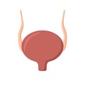 Human bladder icon isolated on white background