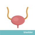 Human bladder vector format illustration Royalty Free Stock Photo