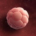 Human blastocyst - close up