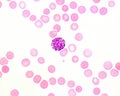 Human blood smear. Basophil Royalty Free Stock Photo
