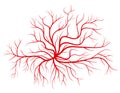 Human blood veins, red vessels vector illustration