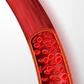 Human blood vessel with red blood cells. Blood vein with macro erythrocytes in plasma isolated vector illustration Royalty Free Stock Photo