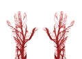 Human Blood Vessels Royalty Free Stock Photo