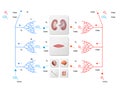 Human bloodstream - didactic board of anatomy of blood system of human circulation, cardiovascular system, 3d render