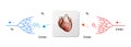 Human bloodstream -heart, didactic board of anatomy of blood system of human circulation, cardiovascular system, 3d render