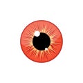 Human blue eyeball iris pupil isolated on white background. Eye Royalty Free Stock Photo