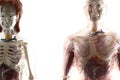 Human bodies