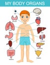 Human body anatomy, child vector medical organs system. Boy body internal organs. Medical human anatomy for children Royalty Free Stock Photo