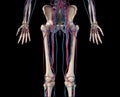 Human body anatomy. Hip, legs and hands Skeleton with veins and arteries. Front view