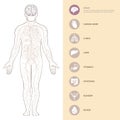 Human body anatomy infographic with brains of the structure of human organs. Royalty Free Stock Photo