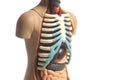 Human Body Anatomy Model