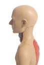 Human Body Anatomy Model