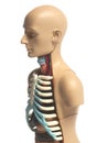 Human Body Anatomy Model