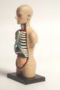 Human Body Anatomy Model