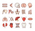 Human body anatomy organs health teeth skull brain head liver icons collection line and fill