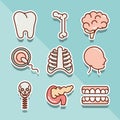 Human body anatomy organs health tooth bone brain head torax icons collection line and fill Royalty Free Stock Photo