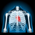 Human body anatomy. rib cage, lungs and heart